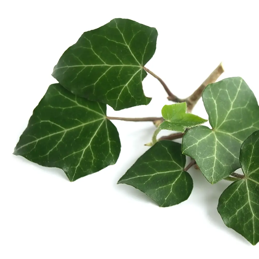 Hedera Helix (Sarmaşık Yaprağı) Ekstresi